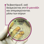 Τρυβλίο όπου φαίνεται μια καλλιέργεια E. coli, εντερικού βακτηρίου που αποτελεί τη συχνότερη αιτία ουρολοιμώξεων, σε ποσοστό σχεδόν 90%.