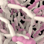 Γραφιστική απεικόνιση βακτηρίων του γένους Lactobacillus, όπως φαίνονται στο μικροσκόπιο.