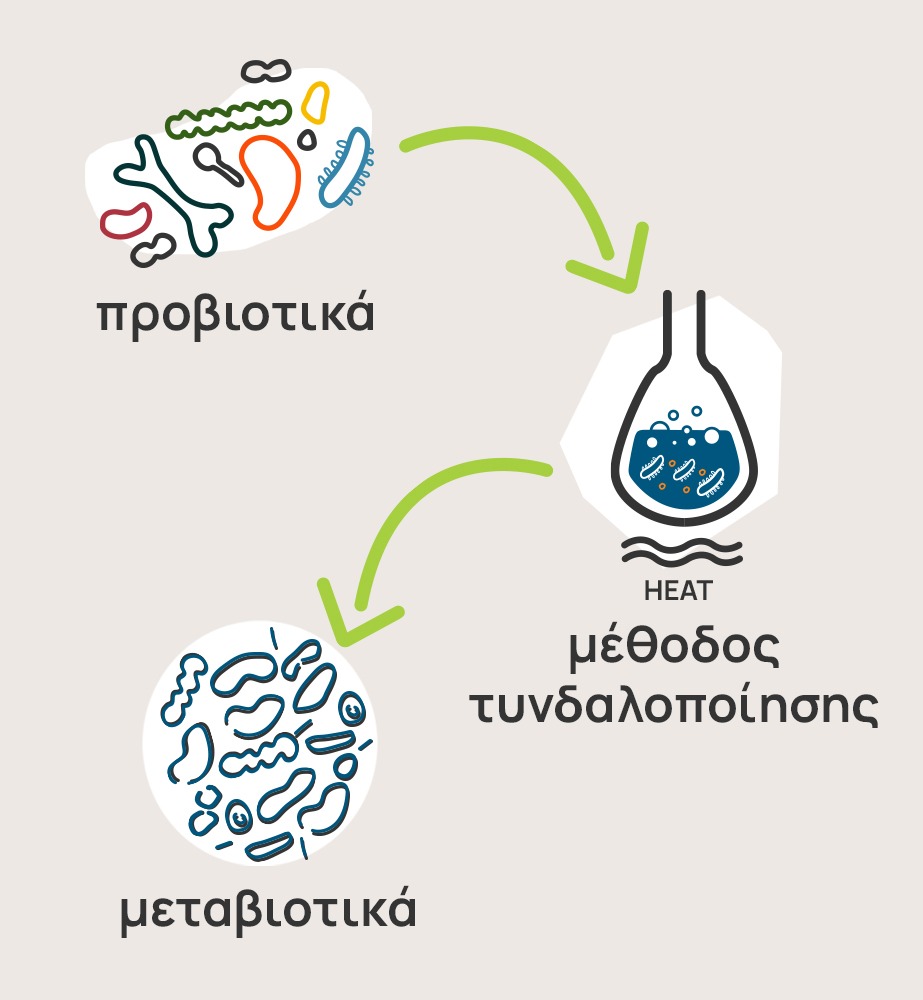 Η εικόνα απεικονίζει τη διαδικασία μετατροπής των προβιοτικών σε μεταβιοτικά μέσω της μεθόδου τυνδαλοποίησης. Περιλαμβάνει τρία στάδια: Αρχικά, τα προβιοτικά που φαίνονται ως μικροοργανισμοί με διάφορα χρώματα και σχήματα. Ακολουθεί η φάση της τυνδαλοποίησης, όπου λαμβάνει χώρα χημική επεξεργασία των προβιοτικών, κάτι που είναι εμφανές μέσω του δοκιμαστικού σωλήνα που φαίνεται στην εικόνα. Στο τελικό στάδιο, τα μεταβιοτικά εμφανίζονται ως ένα σύνολο φιλικών βακτηρίων.