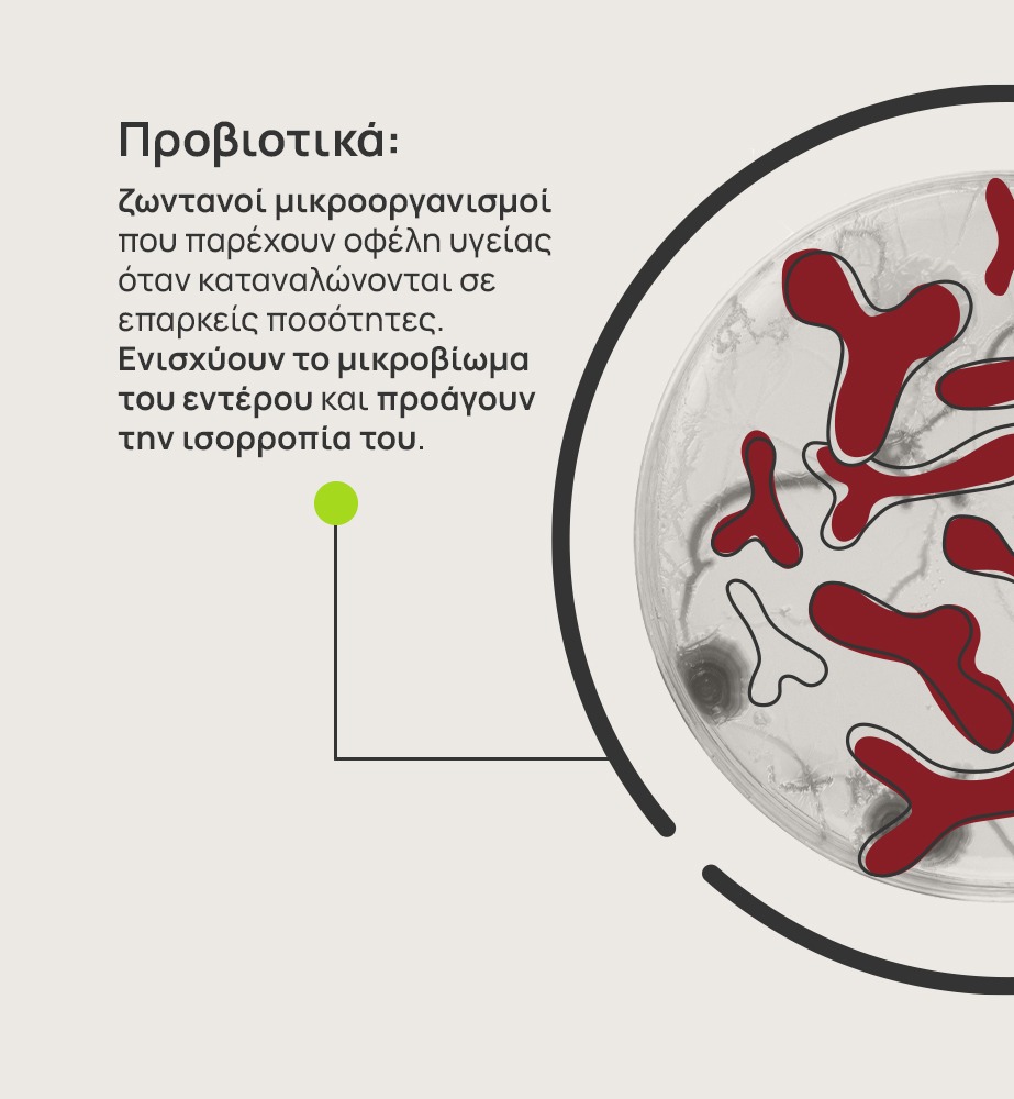 Η εικόνα δείχνει ένα τρυβλίο Πέτρι με μια γραφιστική αναπαράσταση φιλικών βακτηρίων ή αλλιώς προβιοτικών, με κόκκινο χρώμα. Ακόμα, στην εικόνα αναγράφεται το κείμενο “Προβιοτικά: ζωντανοί μικροοργανισμοί που παρέχουν οφέλη υγείας όταν καταναλώνονται σε επαρκείς ποσότητες. Ενισχύουν το μικροβίωμα του εντέρου και προάγουν την ισορροπία του.